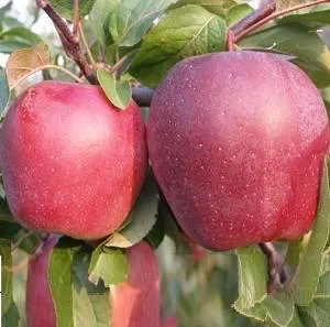 яблоко в Волгограде