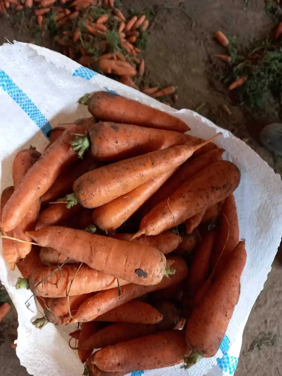 морковь первый сорт Сетевое Качество в Волгограде и Волгоградской области