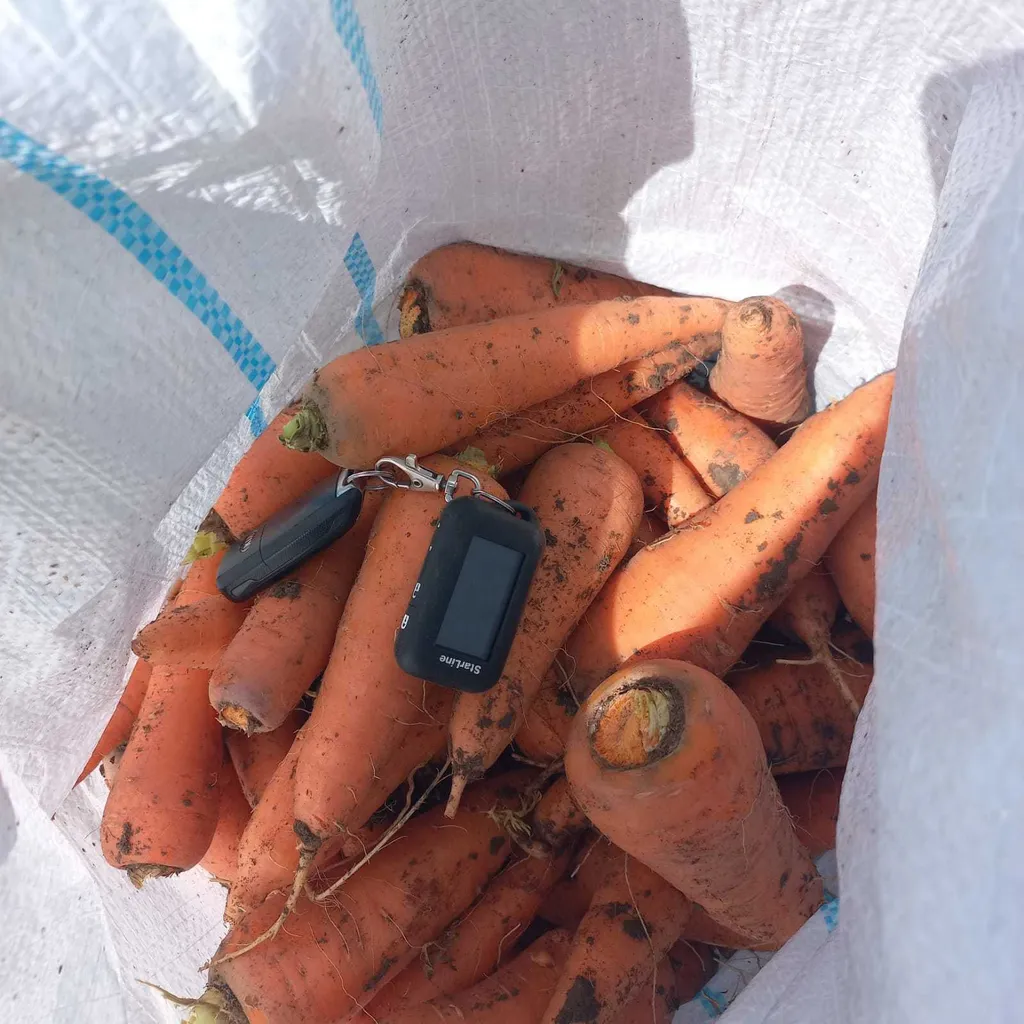 морковь оптом от производителя в Волгограде и Волгоградской области