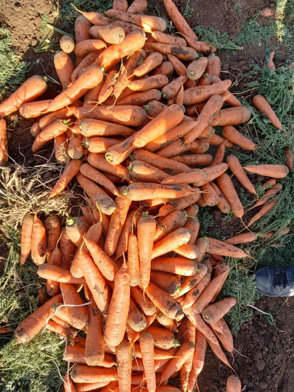 морковь  На Социалку в Волгограде и Волгоградской области