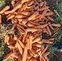 морковь  На Социалку в Волгограде и Волгоградской области