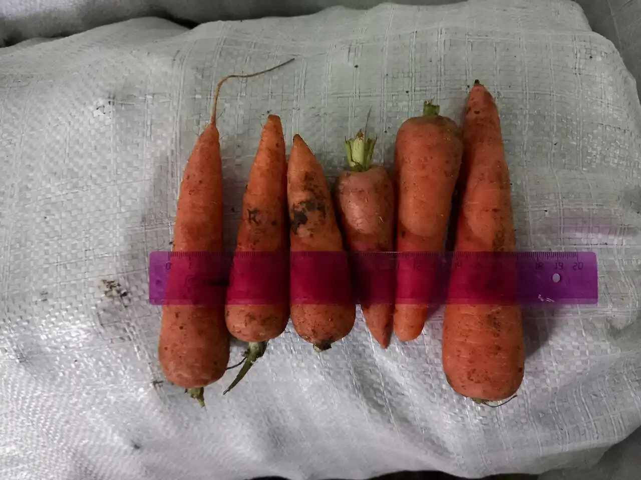 морковь На Переработку в Волгограде и Волгоградской области