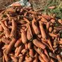 морковь на переработку в Волгограде и Волгоградской области