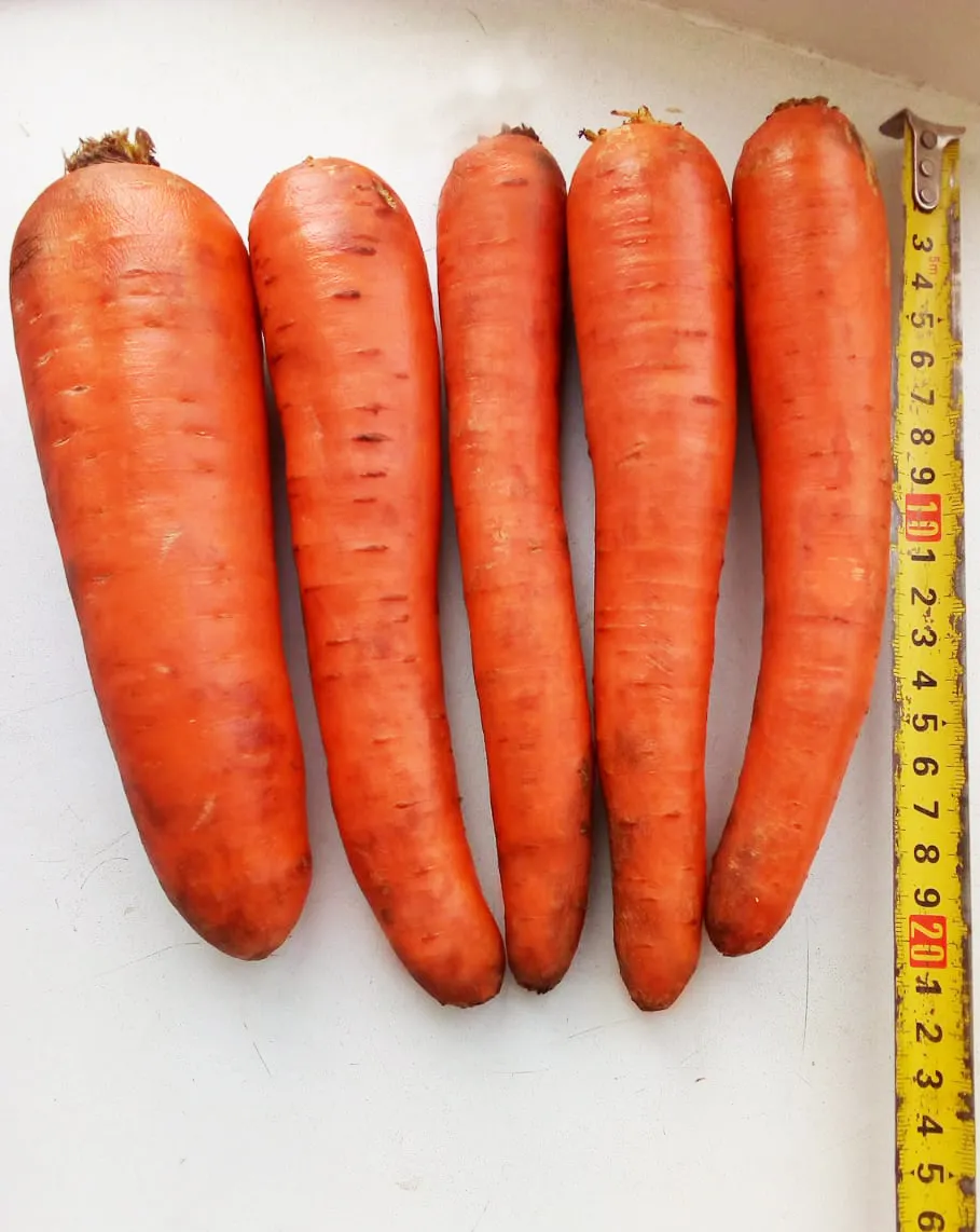 морковь сорт Абако мытая, крупная, оптом в Волгограде и Волгоградской области 3