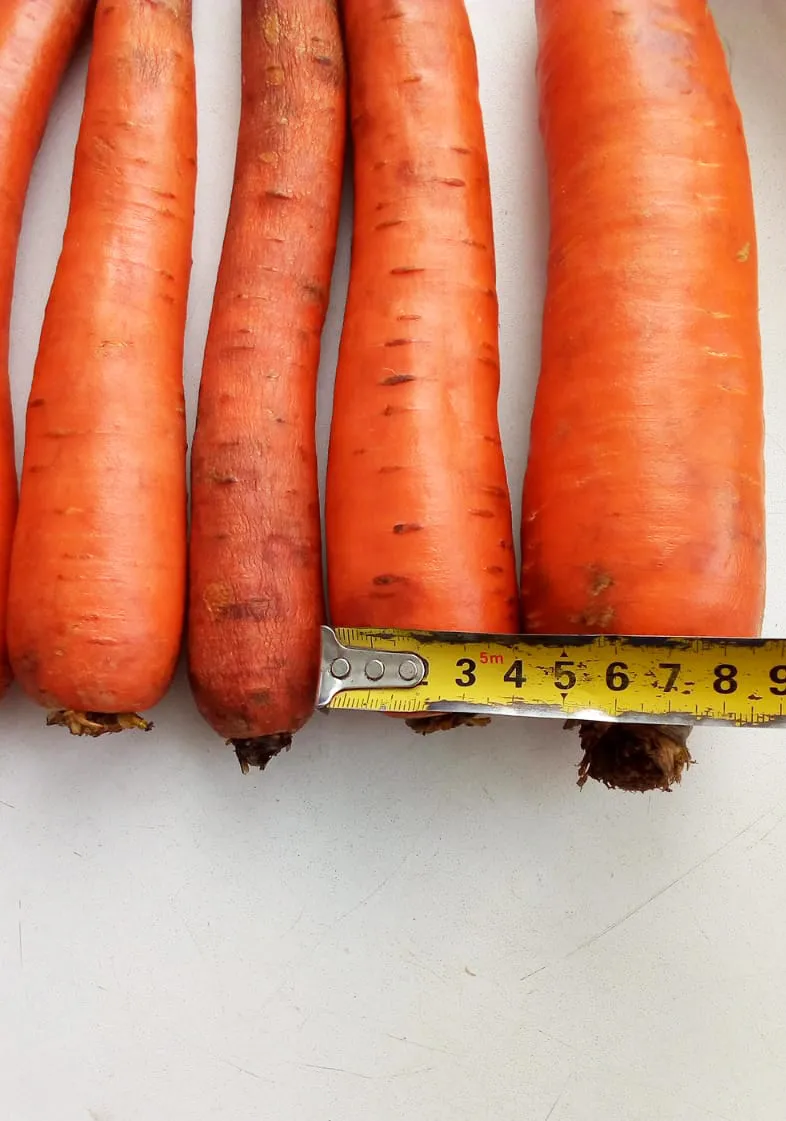 морковь сорт Абако мытая, крупная, оптом в Волгограде и Волгоградской области 2