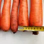 морковь сорт Абако мытая, крупная, оптом в Волгограде и Волгоградской области 2