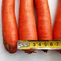 морковь сорт Абако мытая, крупная, оптом в Волгограде и Волгоградской области