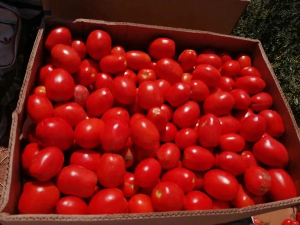 помидоры Хайнц 15 руб.  в Волгограде