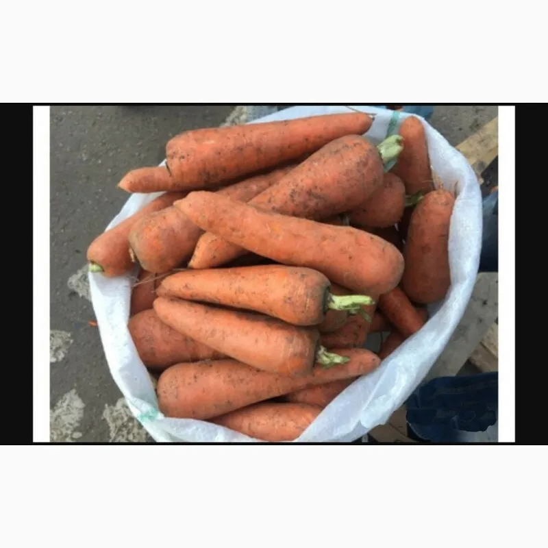 морковь в Волгограде