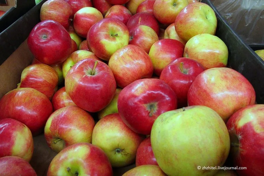 яблоки Гала от производителя  в Волгограде