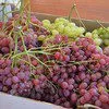  Оптом виноград Тайфи с доставкой по  РФ в Волгограде