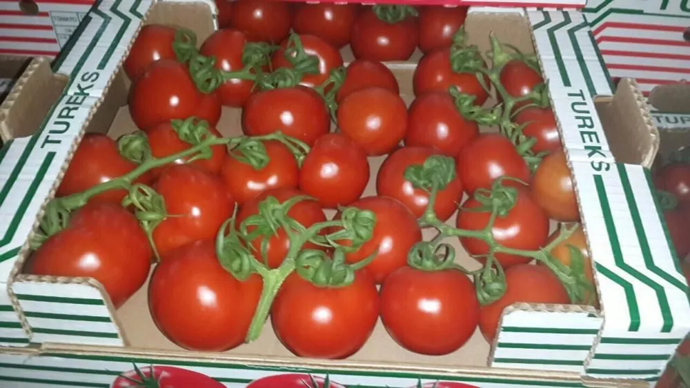 продажа оптом помидор Сабина в Волгограде