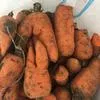морковь на переработку 8 руб.  в Волгограде