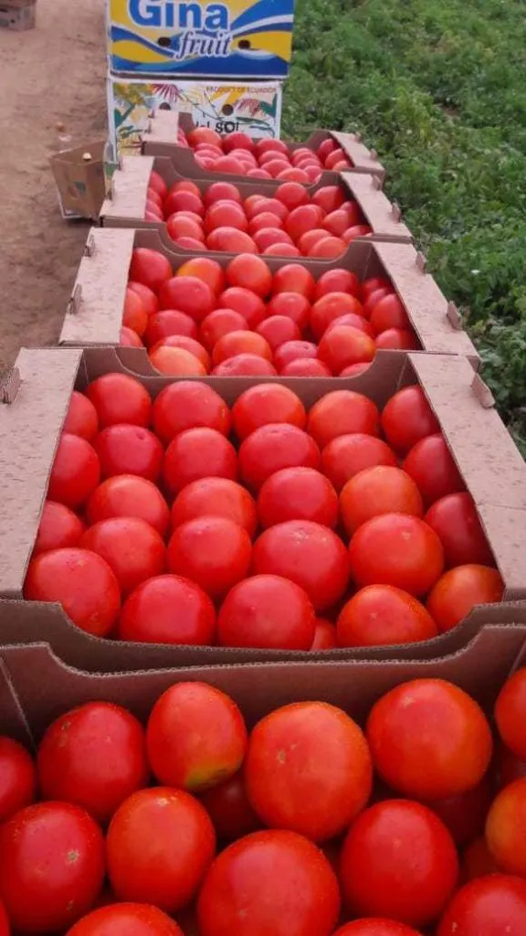 помидоры Лоджейн 15 руб.  в Волгограде 3