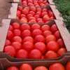 помидоры Лоджейн 15 руб.  в Волгограде 3