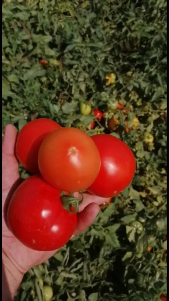 помидоры Лоджейн 15 руб.  в Волгограде