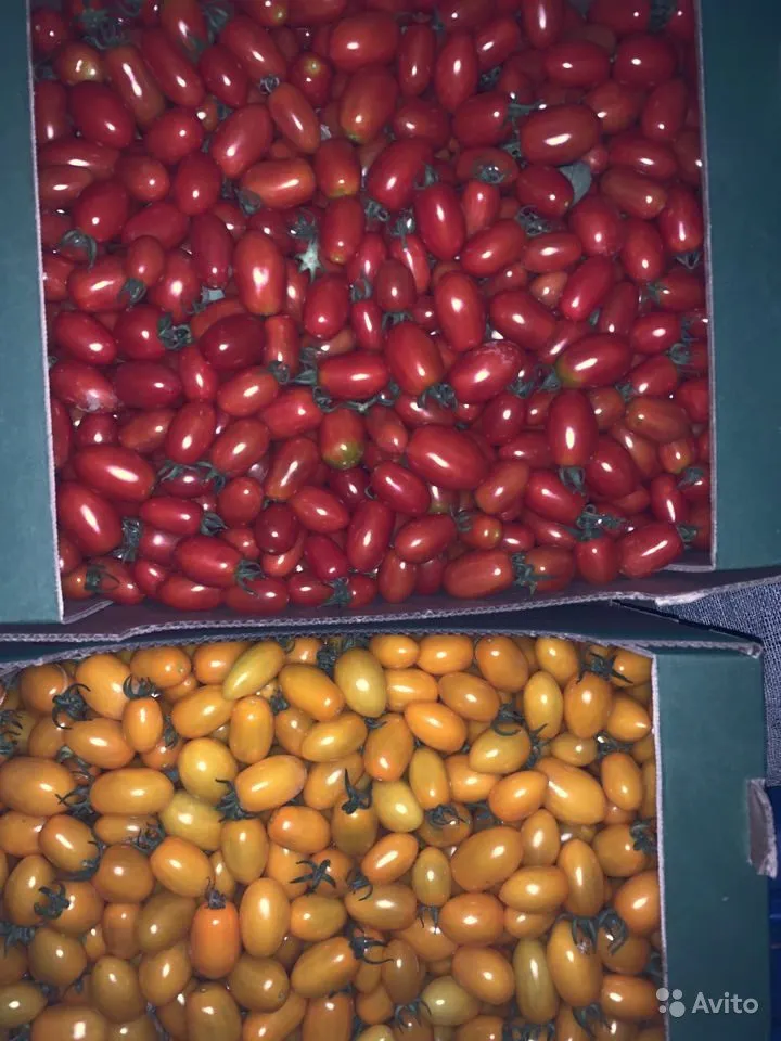 помидоры карамелька и сливка в Волгограде