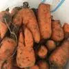 морковь на переработку 6 руб.  в Волгограде