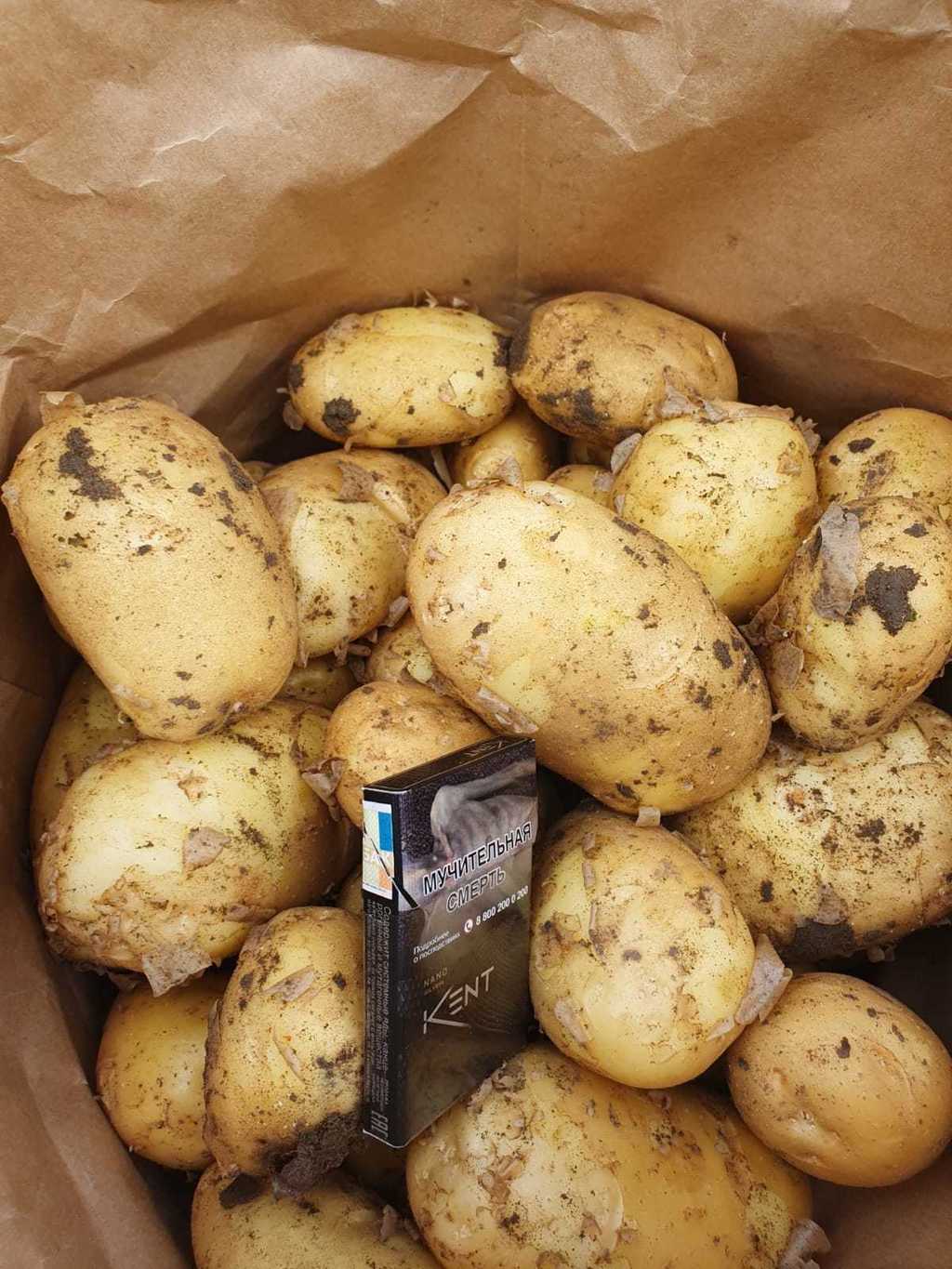 картофель оптом в Волгограде и Волгоградской области 6