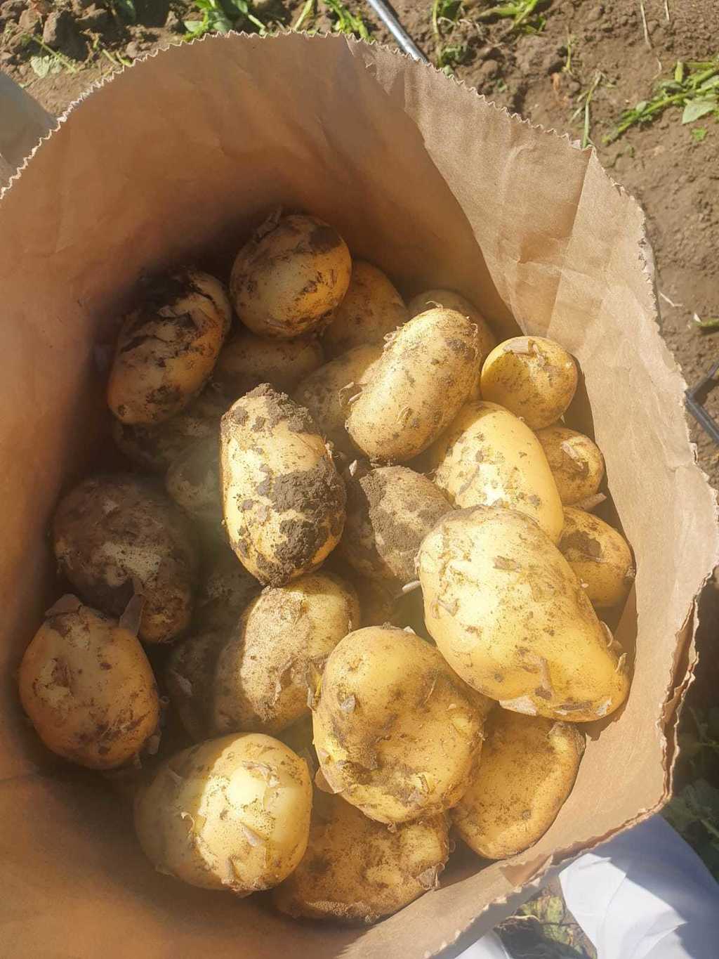 картофель оптом в Волгограде и Волгоградской области 2