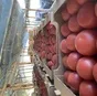 помидор розовый  в Волгограде и Волгоградской области 2