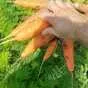 морковь оптом  в Волгограде и Волгоградской области 2