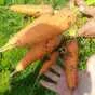 морковь оптом  в Волгограде и Волгоградской области