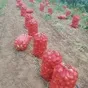 лук репчатый,урожай 2023 года. в Волгограде 5