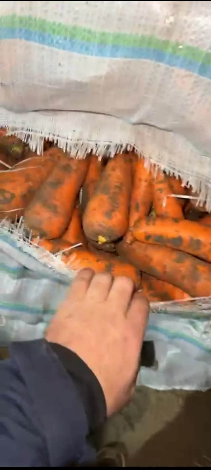 морковь от производителя в Волгограде и Волгоградской области 3