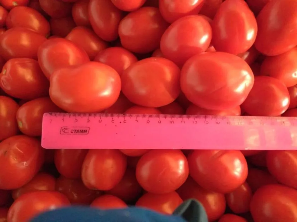 помидоры 25 руб в Волгограде