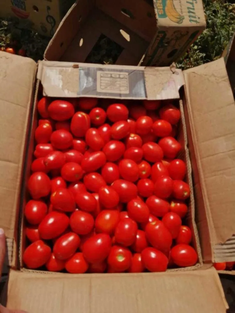помидоры Хайнц 15 руб.  в Волгограде 2