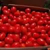 помидоры Хайнц 15 руб.  в Волгограде