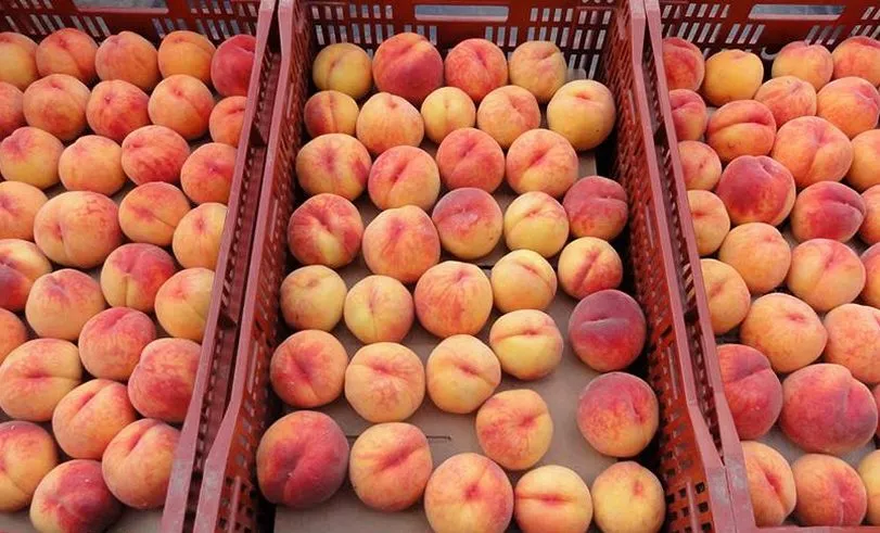 продажа  персиков с доставкой по России в Волгограде