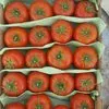 высококачественные помидоры сорта Ламия в Волгограде