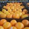 продажа грейпфрута оптом  в Волгограде